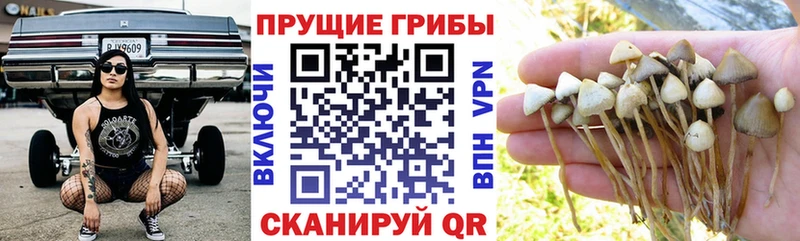 Купить закладки  Щёкино  Псилоцибиновые грибы MAGIC MUSHROOMS 